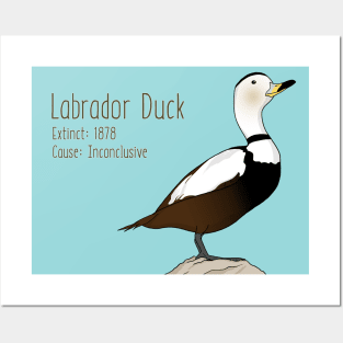 Extinct Species: Labrador Duck Posters and Art